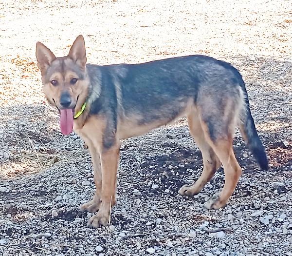 Ninì, affettuosa, sicuro abbandono Foto 4